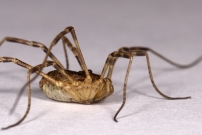 Le Faucheur pineux (Opiliones - Phalangiidae - Odiellus spinosus)